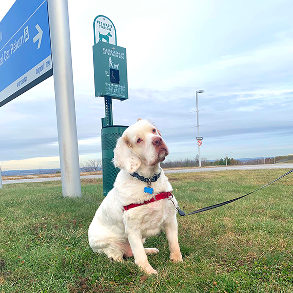 Pet zone at Worcester Airport