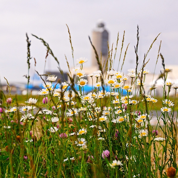 Wildflowers with Logan Airport control tower in the background