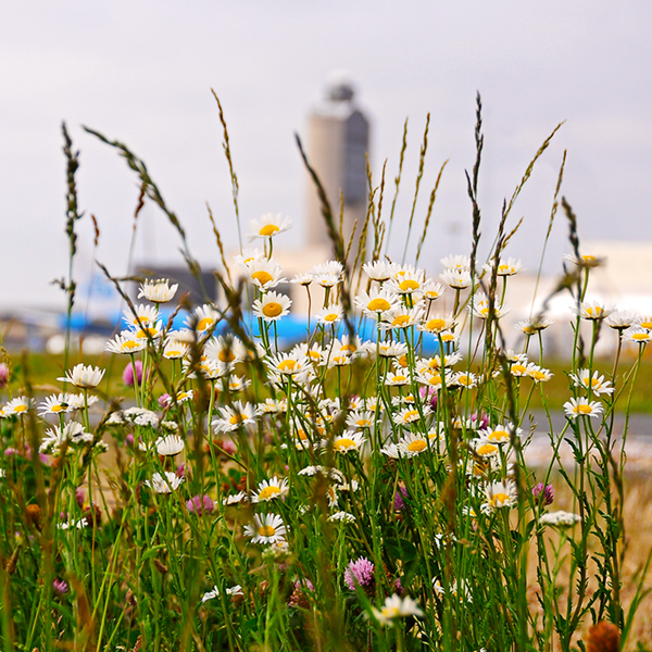 logan tower in flower field