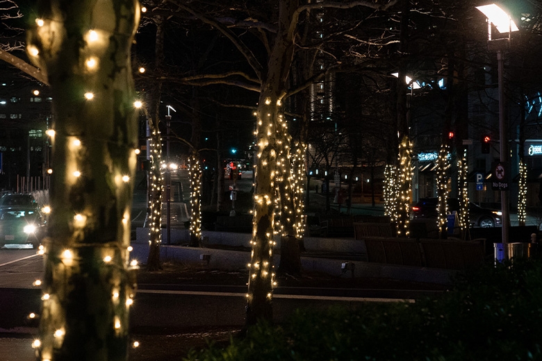 Lights on trees in a park