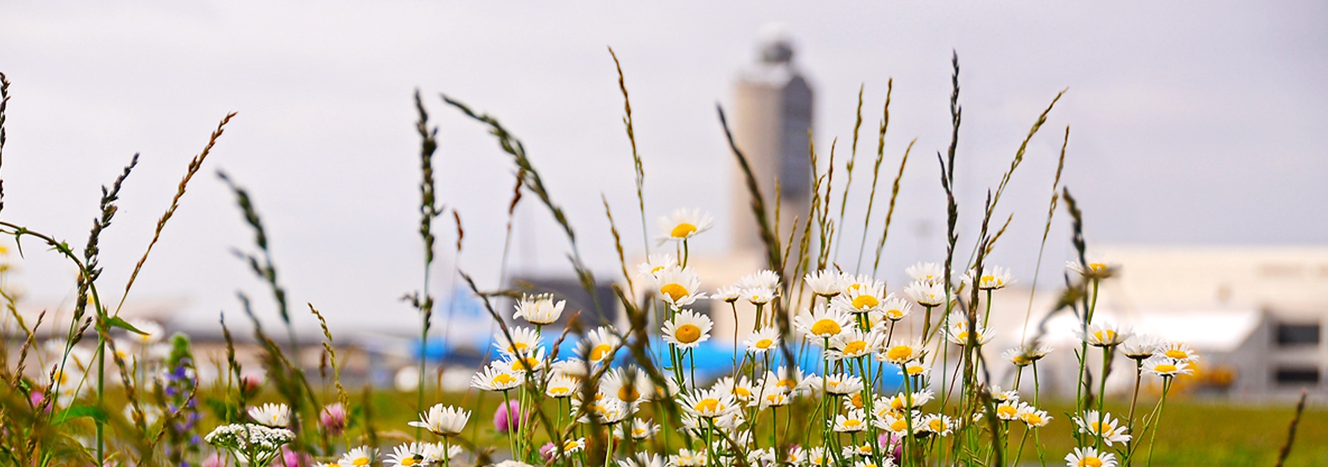 Grass and flowers in front of Logan Airport Tower