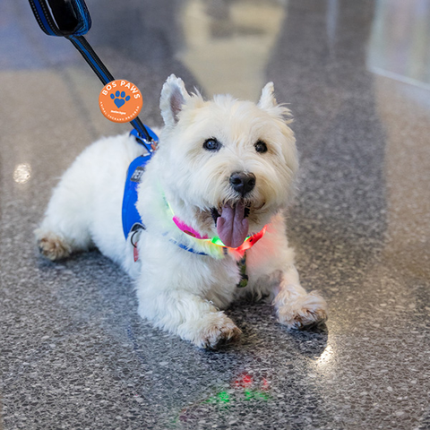 Boston Logan BOSPaws