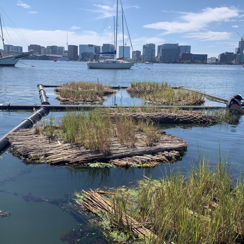 Emerald Tutu in Boston Harbor