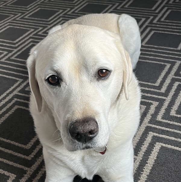 Magnum the dog