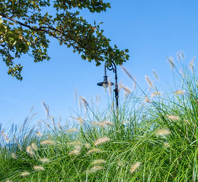 Bremmen Park Grass Close up